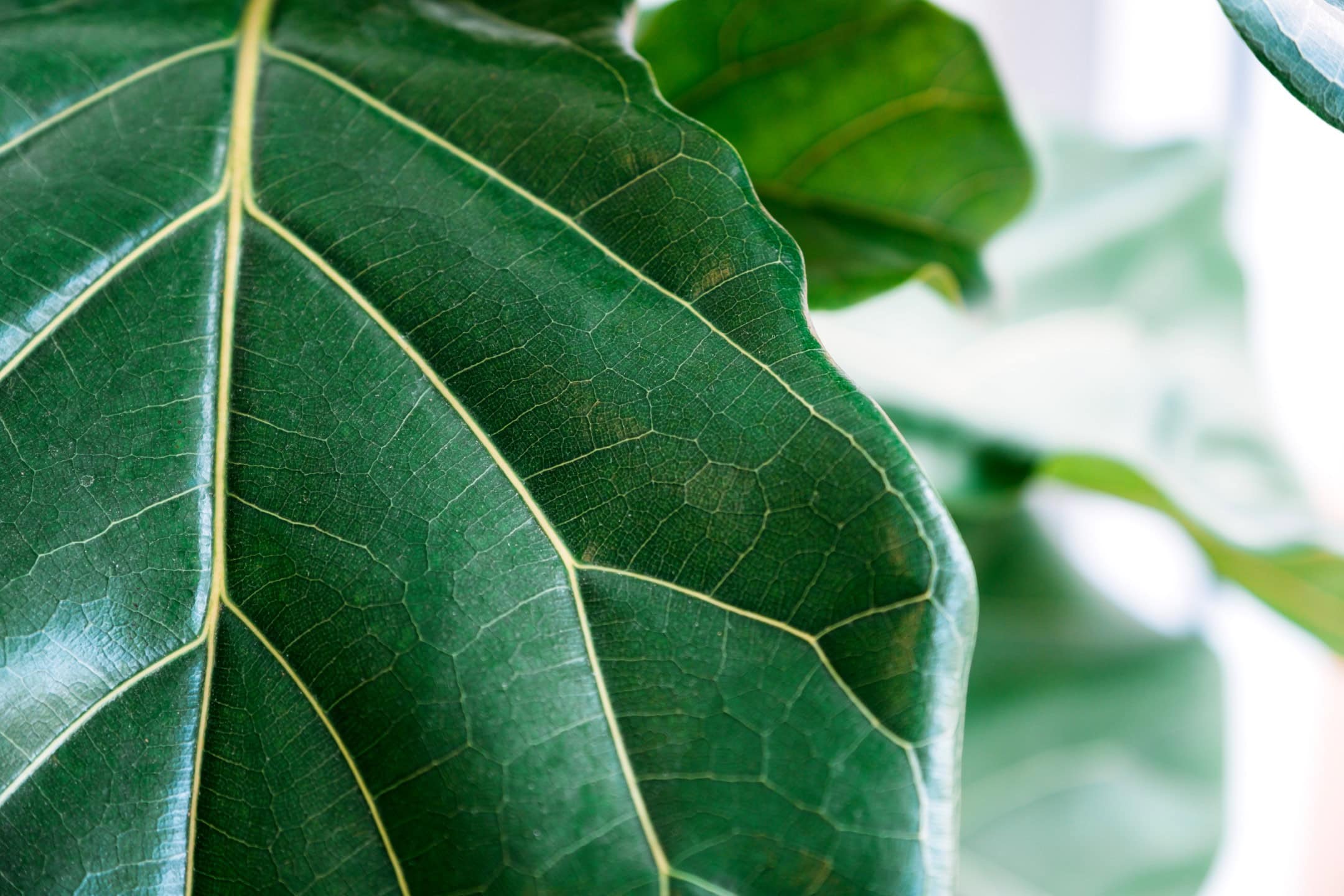 closeup image of fiddle leaf fig leaves