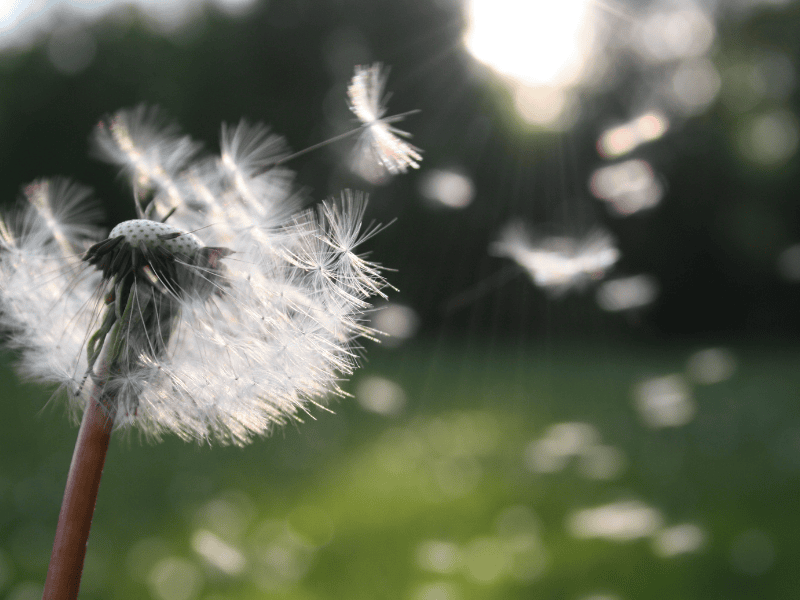 dandelion