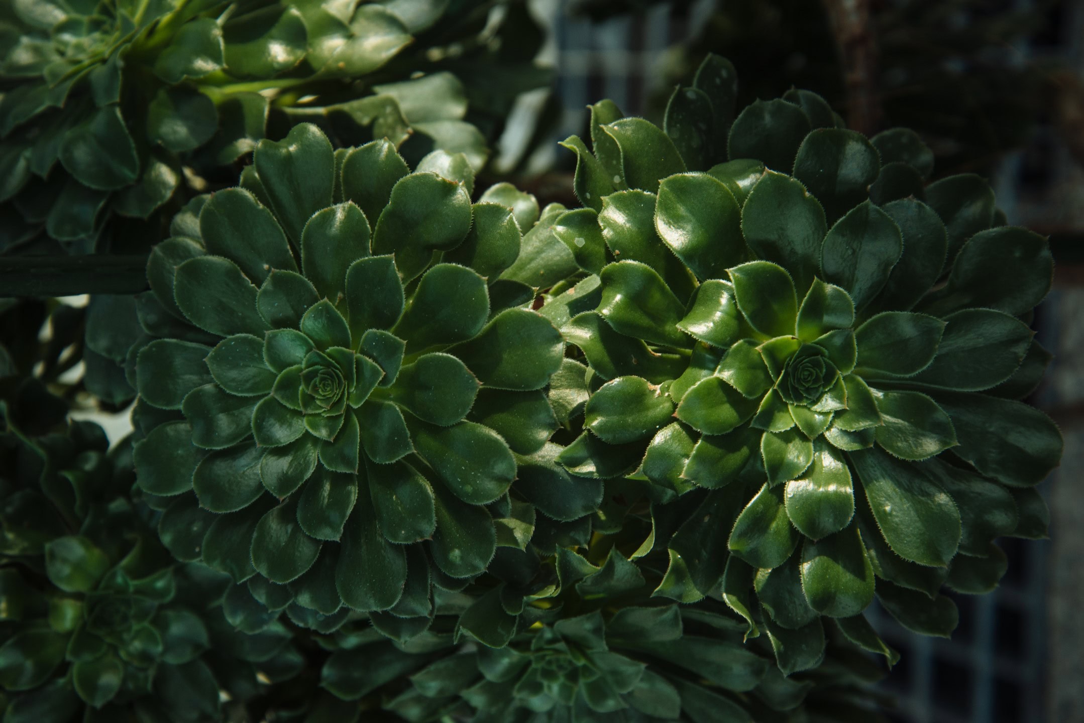 crassula ovata (jade plant,money plant) succulent plant close up.selective focus.floral background.