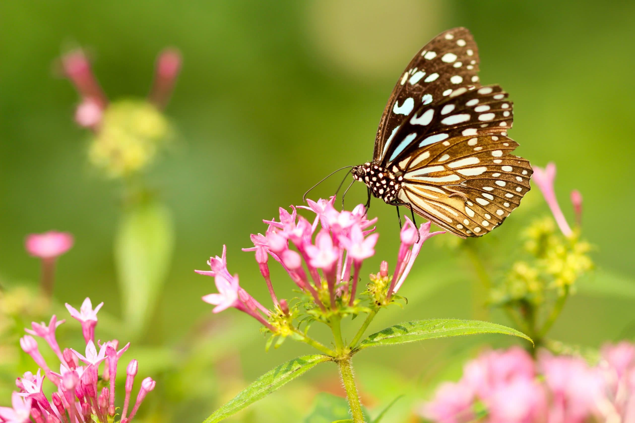 butterfly on flower