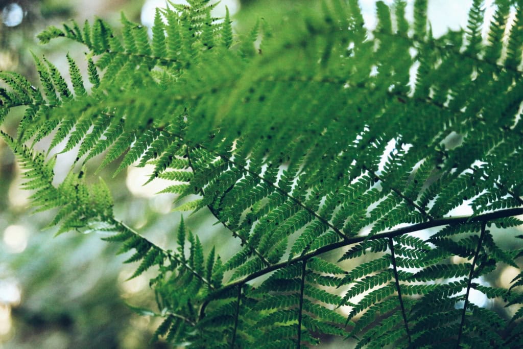 fern background