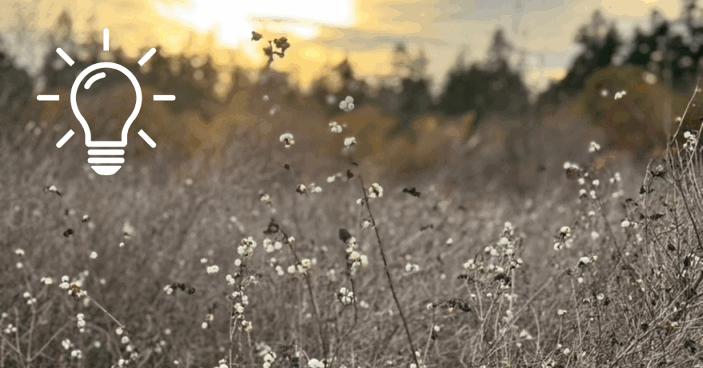 A spectacularly ordinary field.