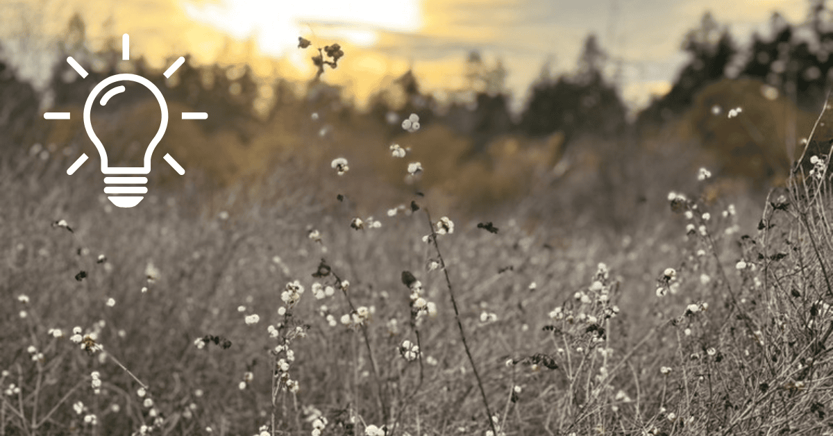 A spectacularly ordinary field.