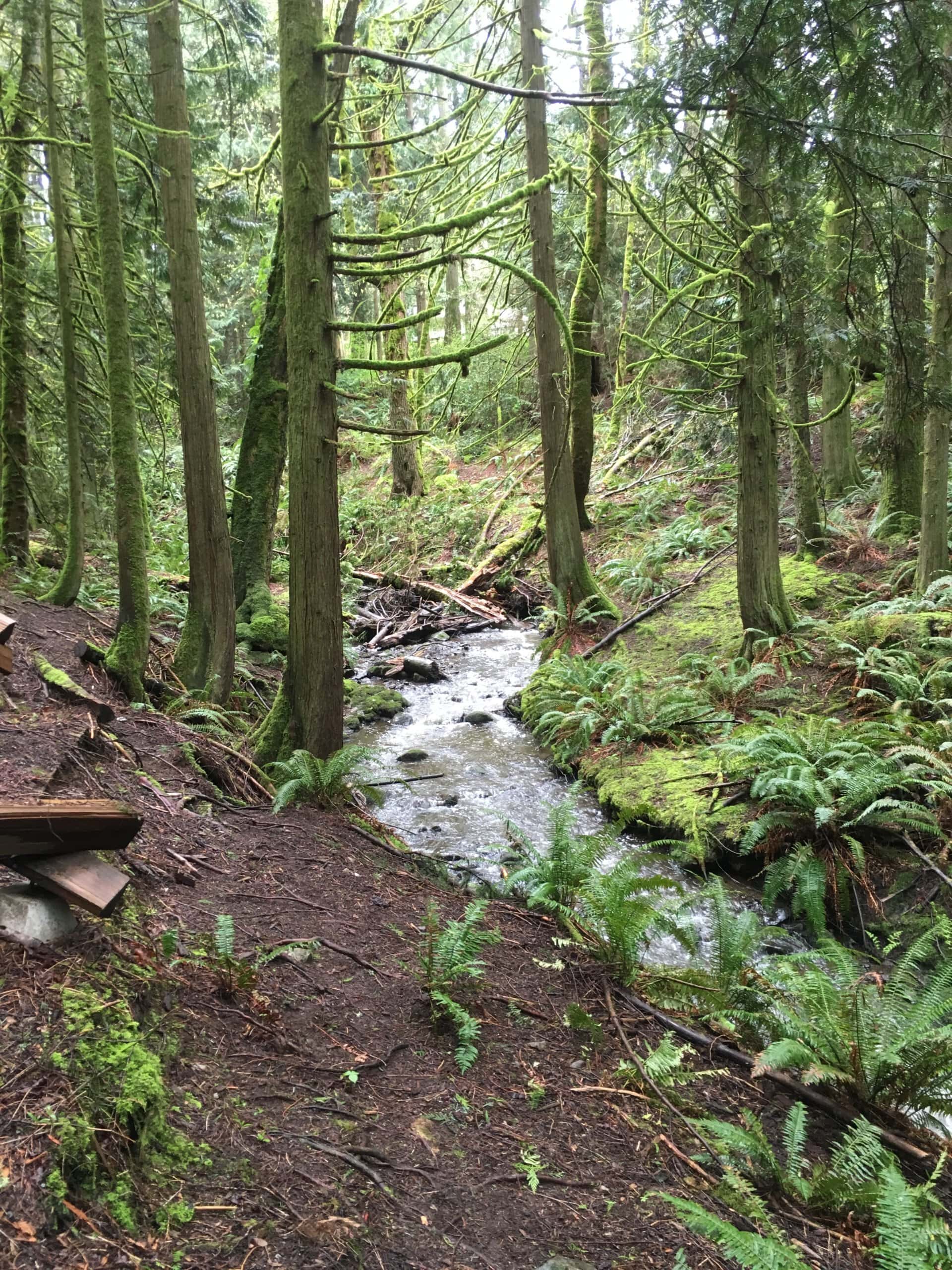 Forest