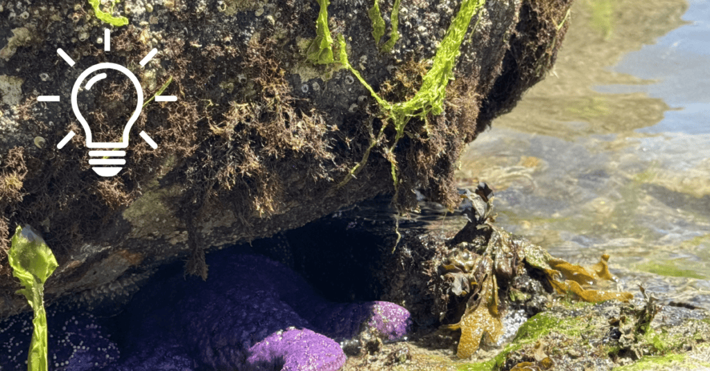 purple starfish hiding under mossy rock, the ocean inches away