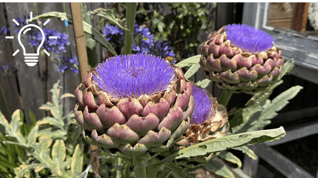 Giant purple artichoke flowers, given the right environment, a chance to bloom in a way we seldom see them.